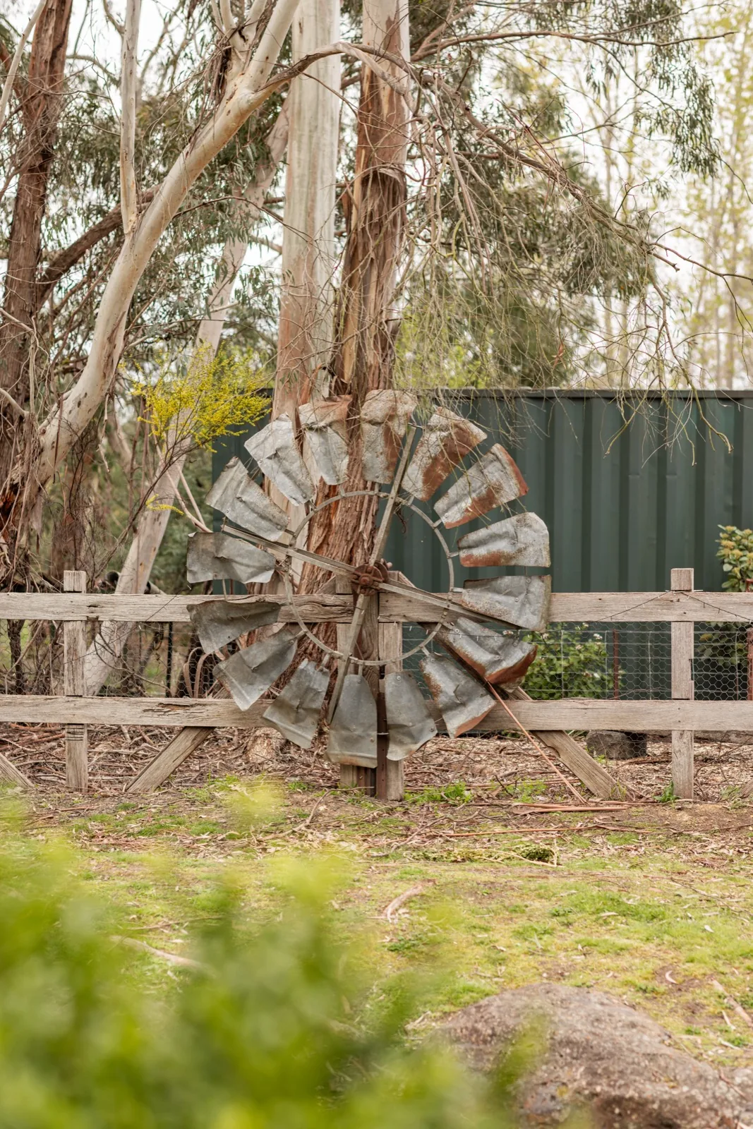 An old windmill standing among the gums on the property.